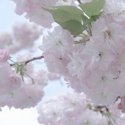 兽设动态构图思路兽圈群